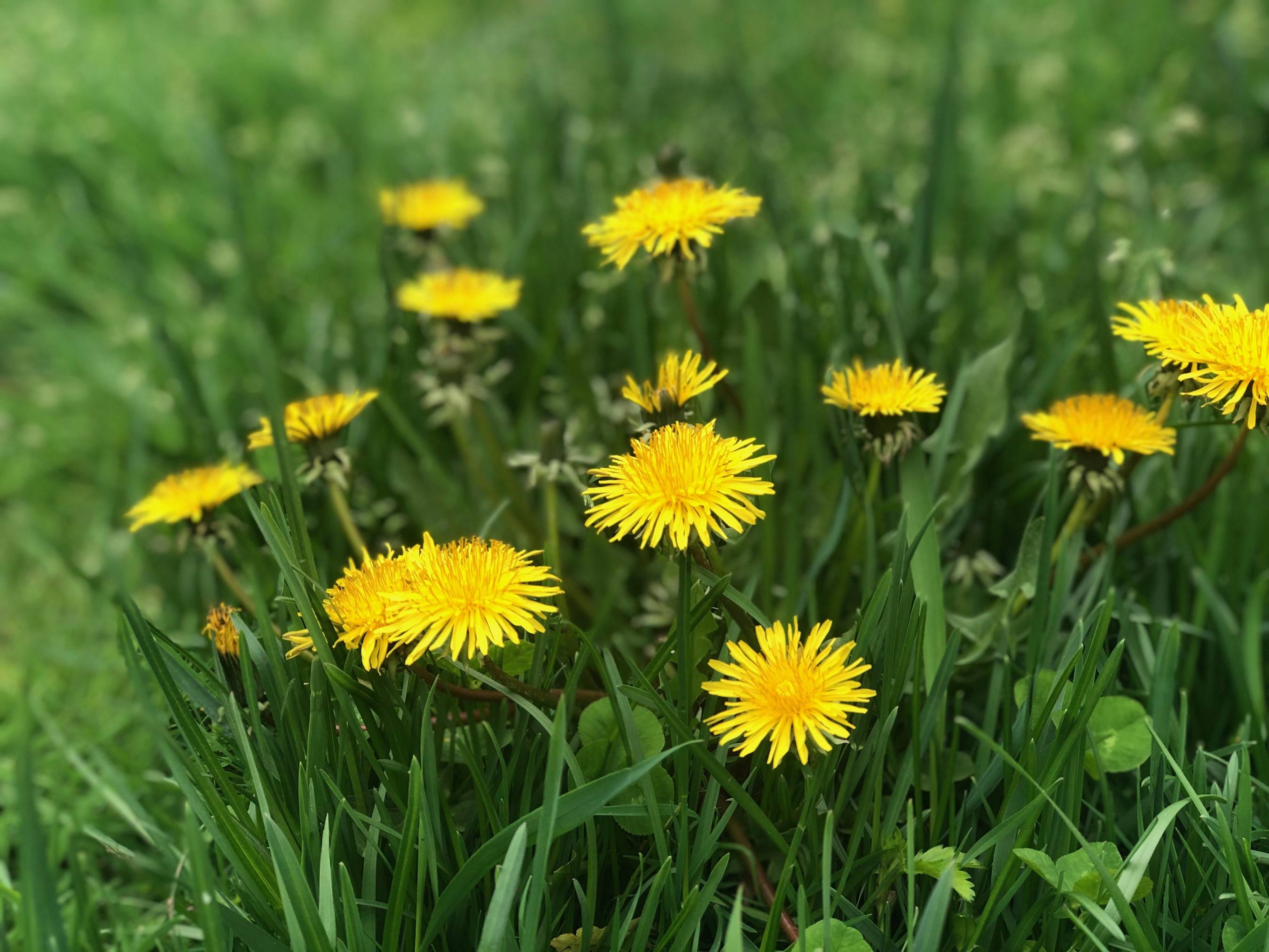 Dandelions