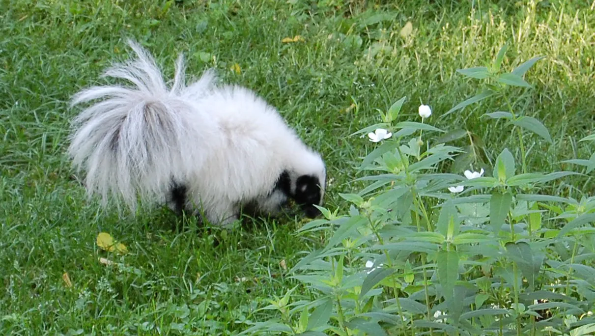 Bookended by Skunks: